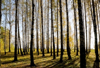 Погулять по роще Лучинник