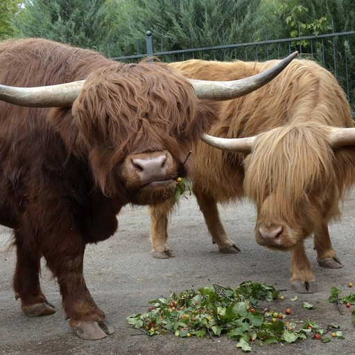 Зоопарк «Лимпопо»