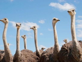 Makaryevo ostrich farm