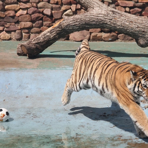 Зоопарк «Лимпопо»