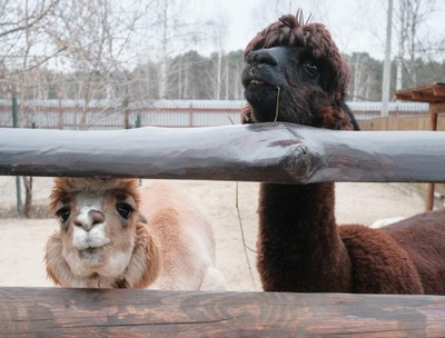 Limpopo Zoo