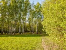 Роща Лучинник