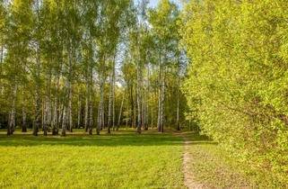 Luchinnik Grove