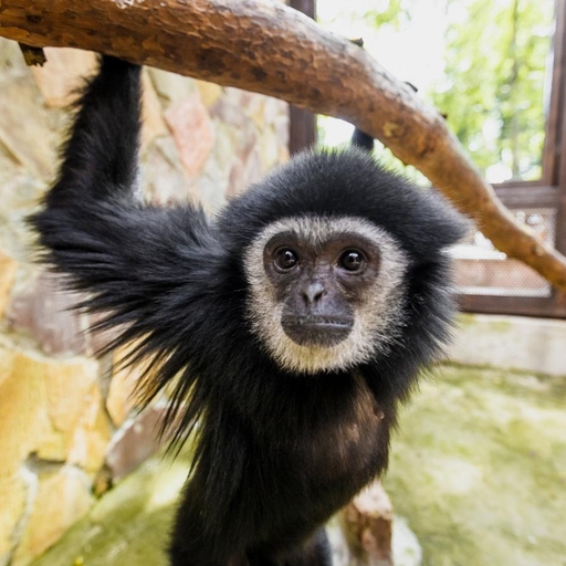 Зоопарк «Мадагаскар»