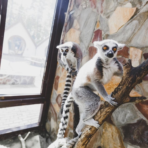 Зоопарк «Мадагаскар»