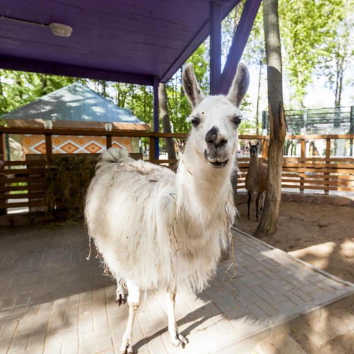 Зоопарк «Мадагаскар»