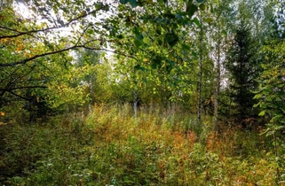 Кувербская священная роща
