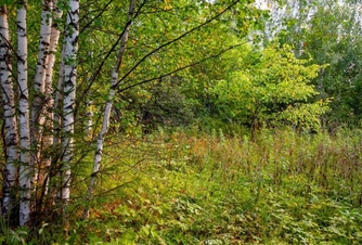 Walk through the sacred grove