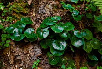 Study the flora and fauna of the Ichalki forest