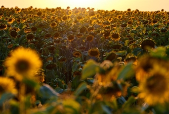 Take a picture in the field of sunflowers