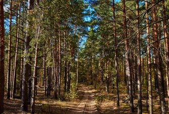 Погулять по Черноречью
